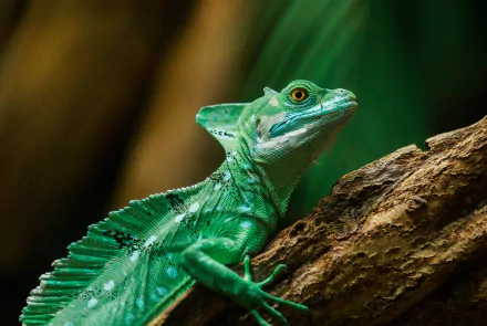 Close-up of a vibrant green basilisk lizard perched on a tree branch, captured in stunning 4K Ultra HD detail for a vivid PC desktop wallpaper.