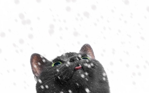 Animal Cat Cats Snowfall HD Wallpaper | Background Image