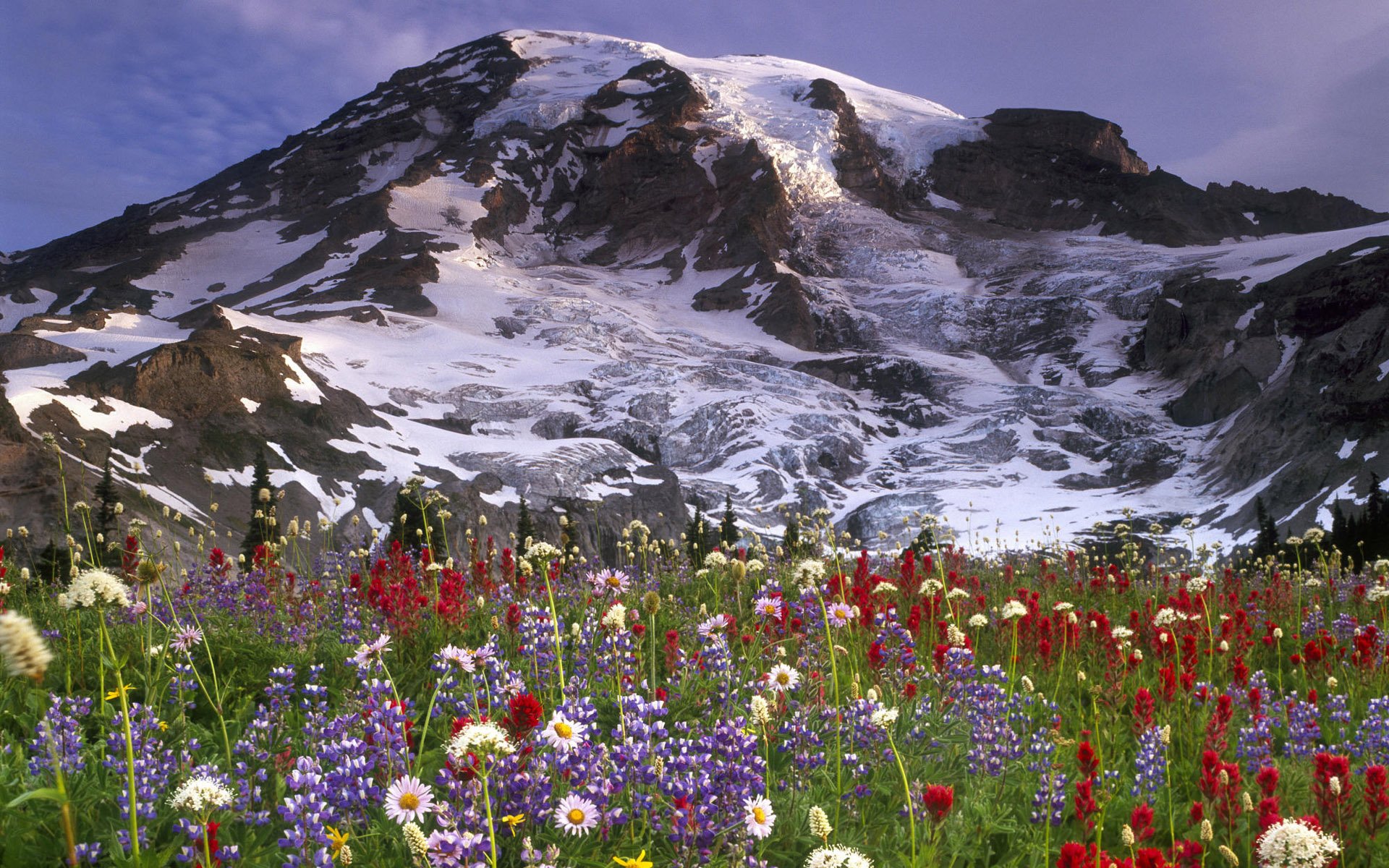 A stunning landscape featuring a snow-capped mountain backdrop, vibrant wildflowers in red, purple, and white, creating a captivating nature scene for HD desktop wallpaper.