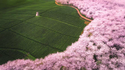 Aerial view of a vibrant tea plantation surrounded by blooming cherry blossoms, capturing the beauty of nature and man-made landscapes in stunning HD detail.