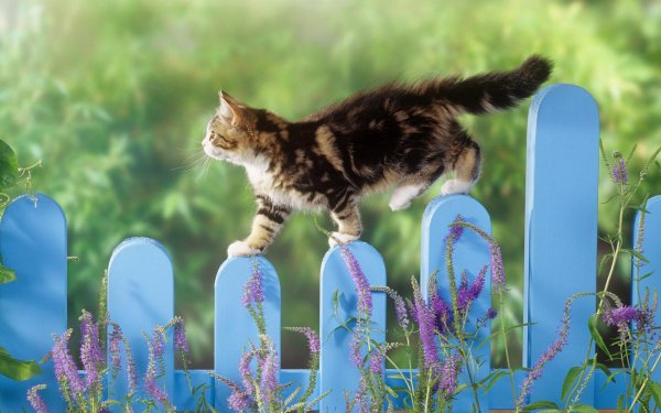 Animaux Chat Félins Kitten Clôture Printemps Lavande Fond d'écran HD | Image