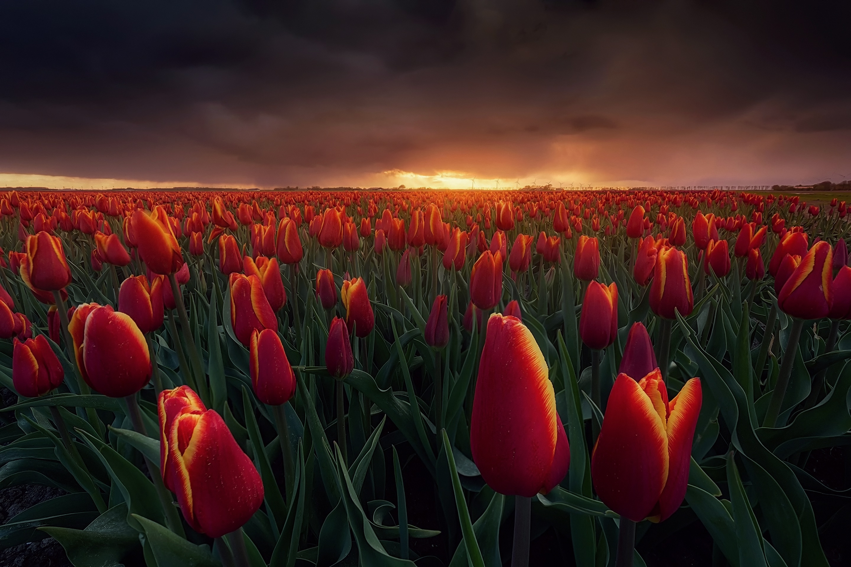 Поле тюльпанов. Голландия тюльпаны. Поля тюльпанов в Нидерландах. Тюльпановое поле Голландия закат. Поле оранжевых тюльпанов.