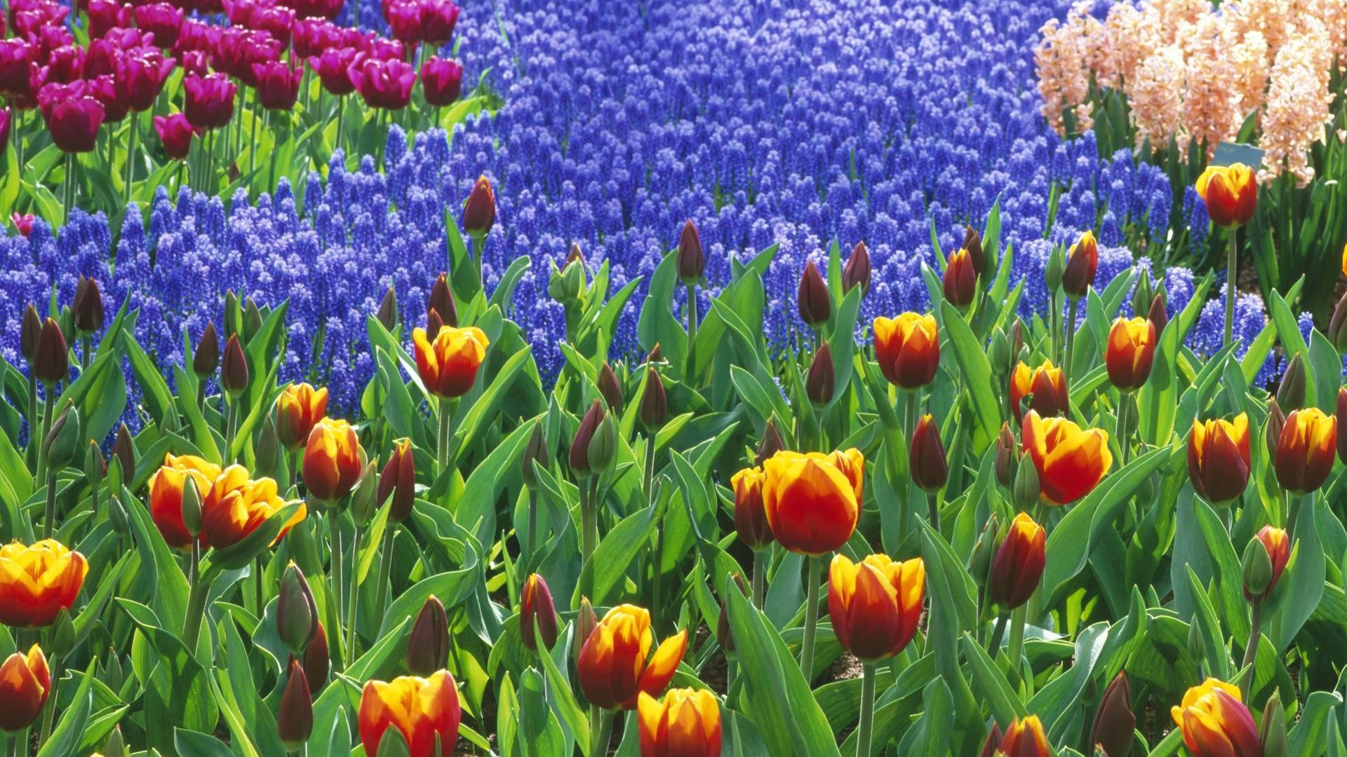 Vibrant HD desktop wallpaper featuring a lush field of flowers, with striking orange and yellow tulips amidst waves of blue and purple blooms. A stunning celebration of nature.