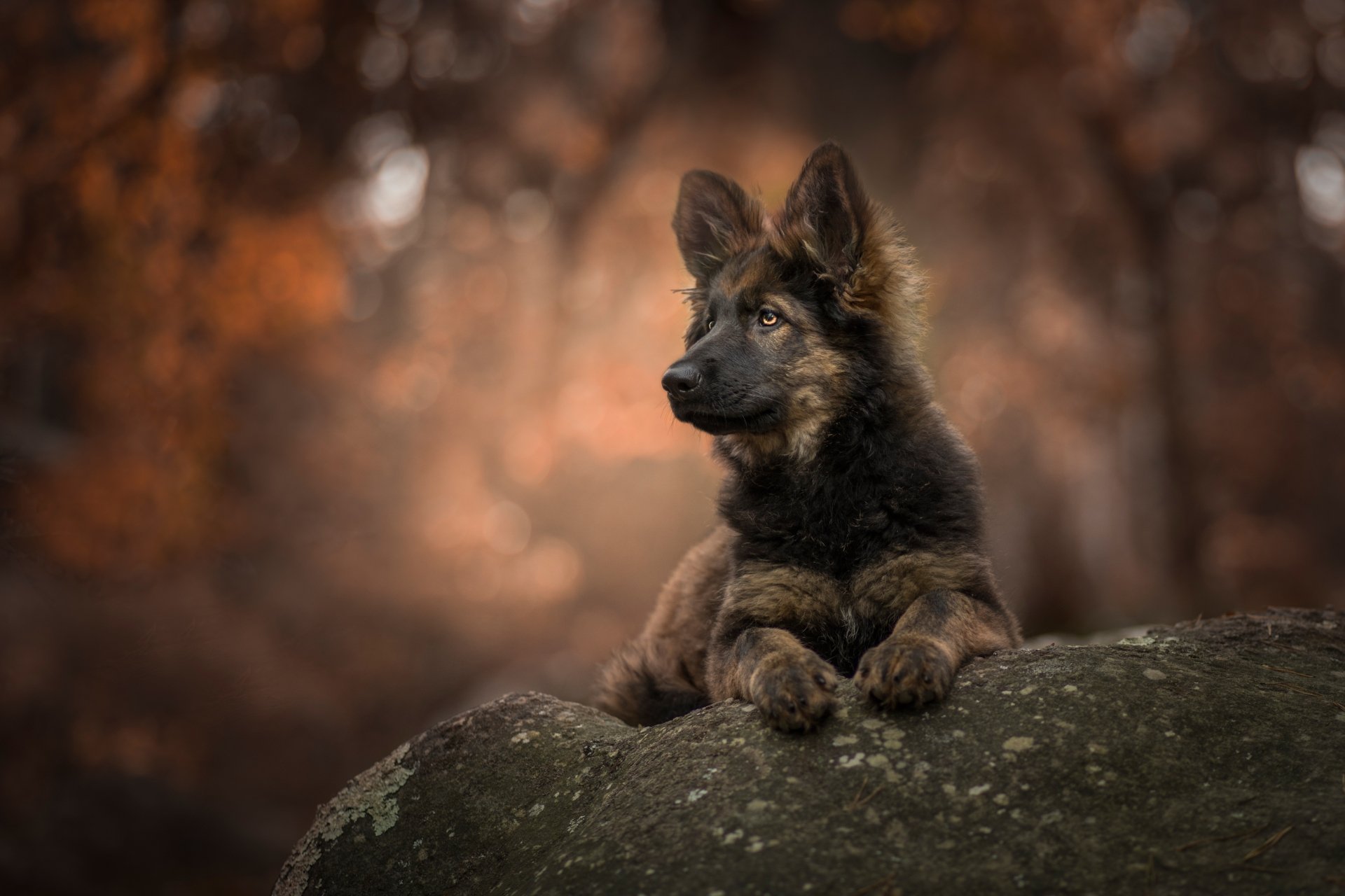 A German Shepherd puppy rests on a rock with a soft, blurred autumn background, captured in sharp detail with beautiful depth of field in 4K Ultra HD.