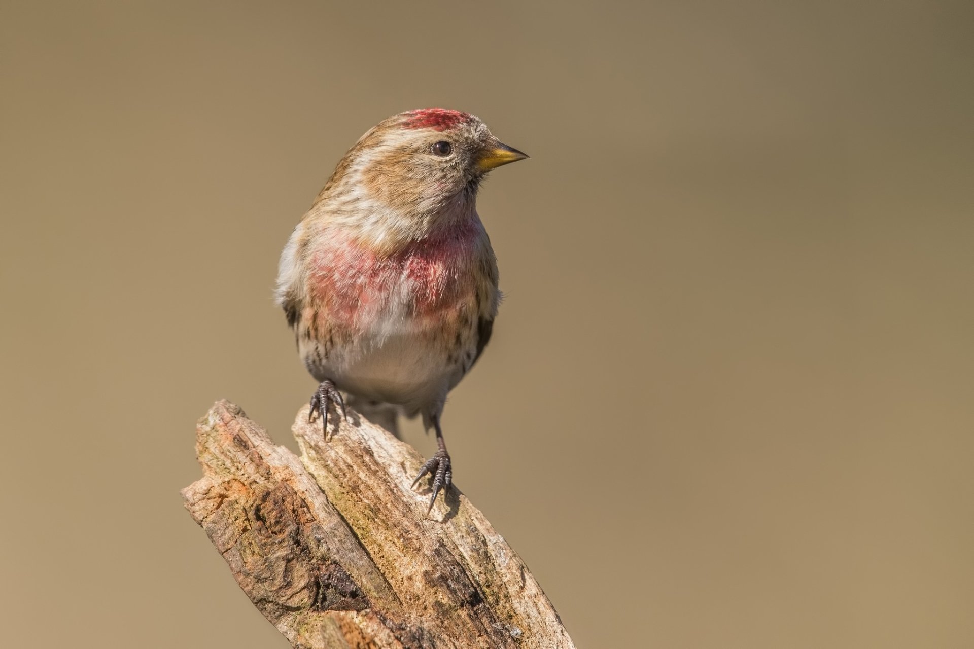 HD desktop wallpaper featuring a close-up of a finch perched on a weathered branch against a smooth, neutral background.