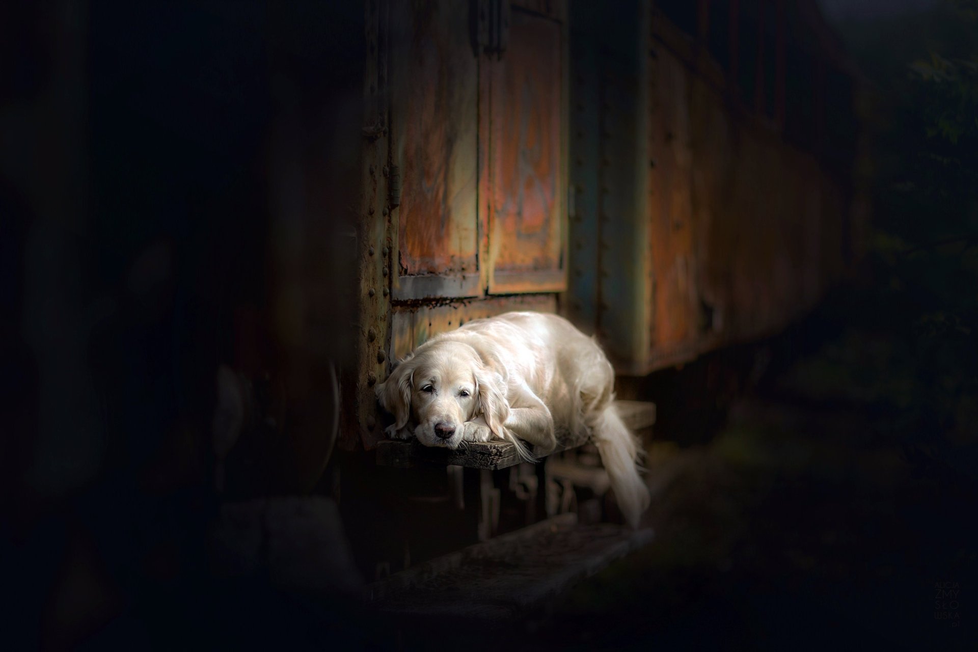 HD desktop wallpaper featuring a golden retriever dog resting in a dimly lit, rustic setting, highlighting the animal's calm and gentle nature.