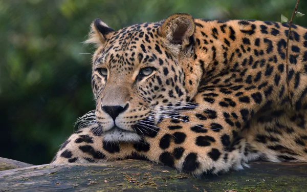 HD desktop wallpaper featuring a majestic leopard resting on a tree trunk, with a lush green background. The leopard's fur is beautifully detailed with black spots and rosettes.