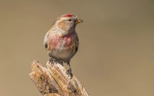 HD desktop wallpaper featuring a close-up of a finch perched on a weathered branch against a smooth, neutral background.