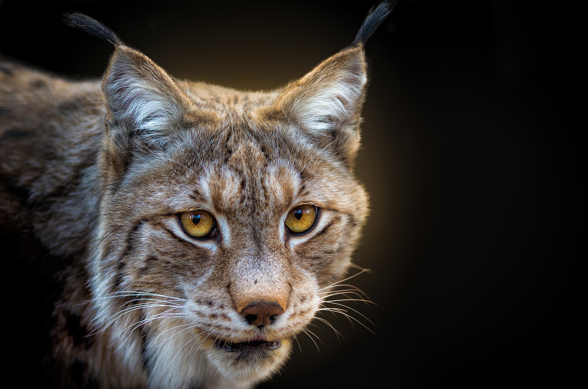 Animal Lynx HD Wallpaper