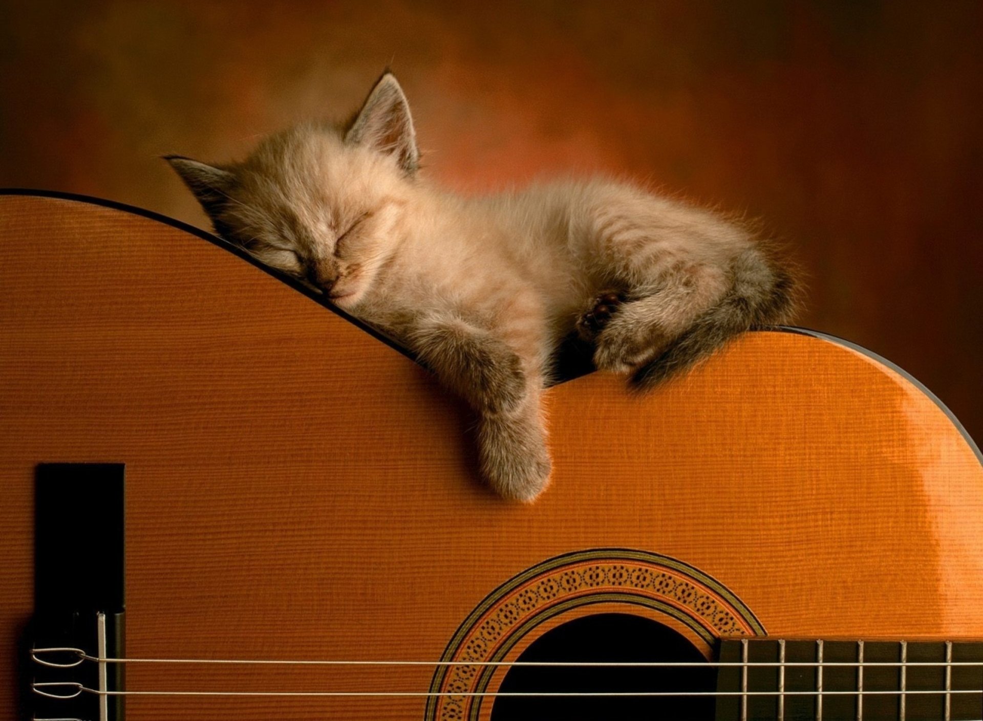 Cute kitten sleeping on a guitar