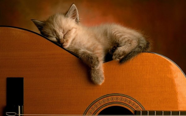 Animales Gato Gatos Kitten Lindo Guitarra Fondo de pantalla HD | Fondo de Escritorio