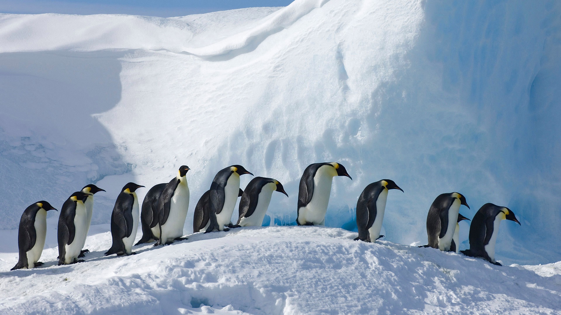 Download snow animal penguin hd wallpaper