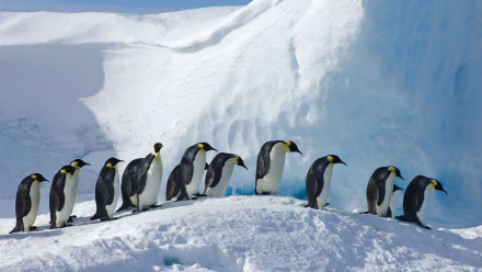A group of penguins standing on snow with a large icy blue glacier in the background, captured in HD quality for PC desktop wallpaper.