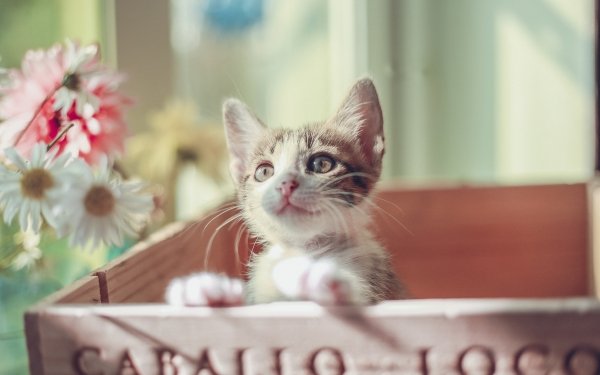 Animal Cat Cats Baby Animal Kitten HD Wallpaper | Background Image