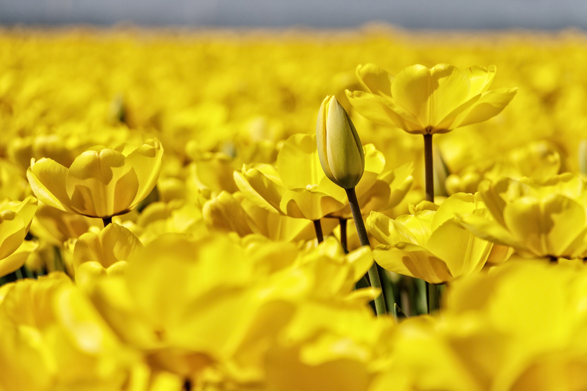 Download Macro Flower Close-up Yellow Flower Summer Nature Tulip HD ...