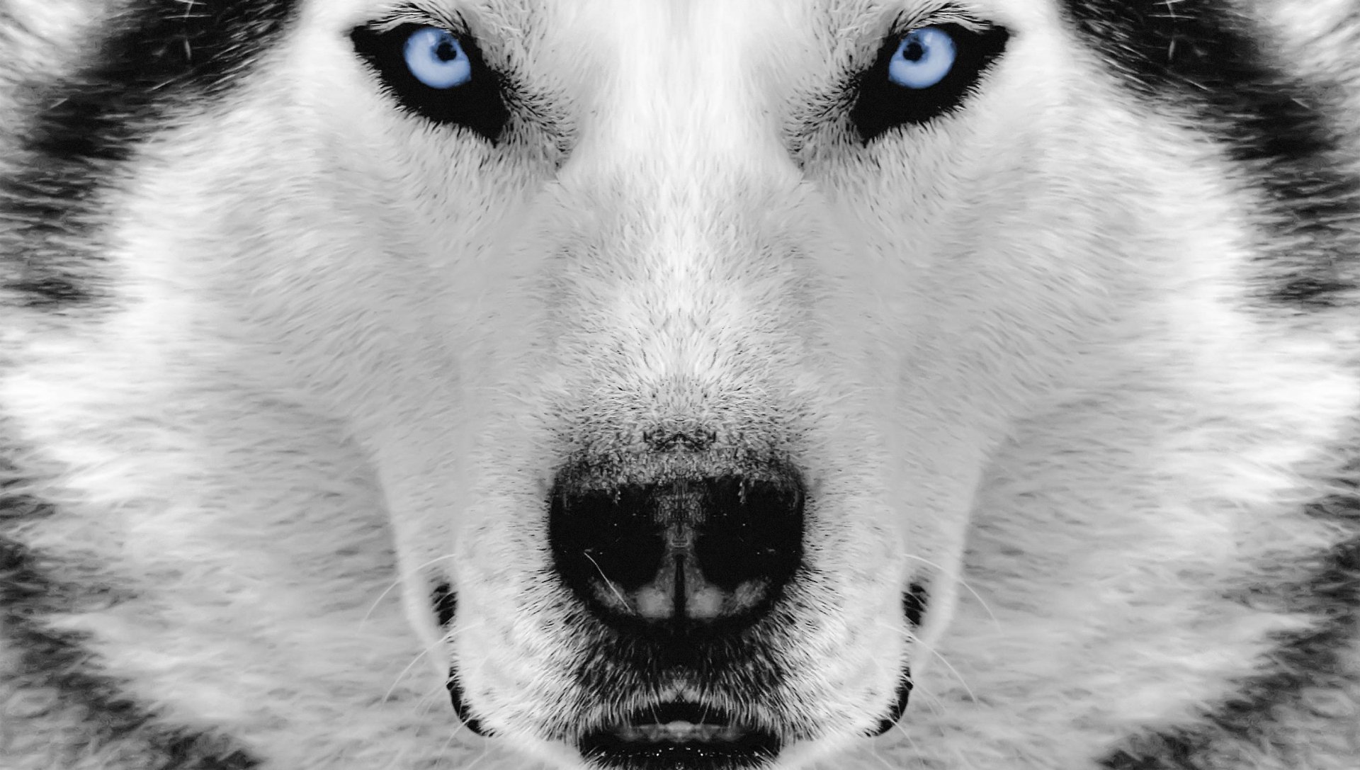 Белый голубоглазый волк