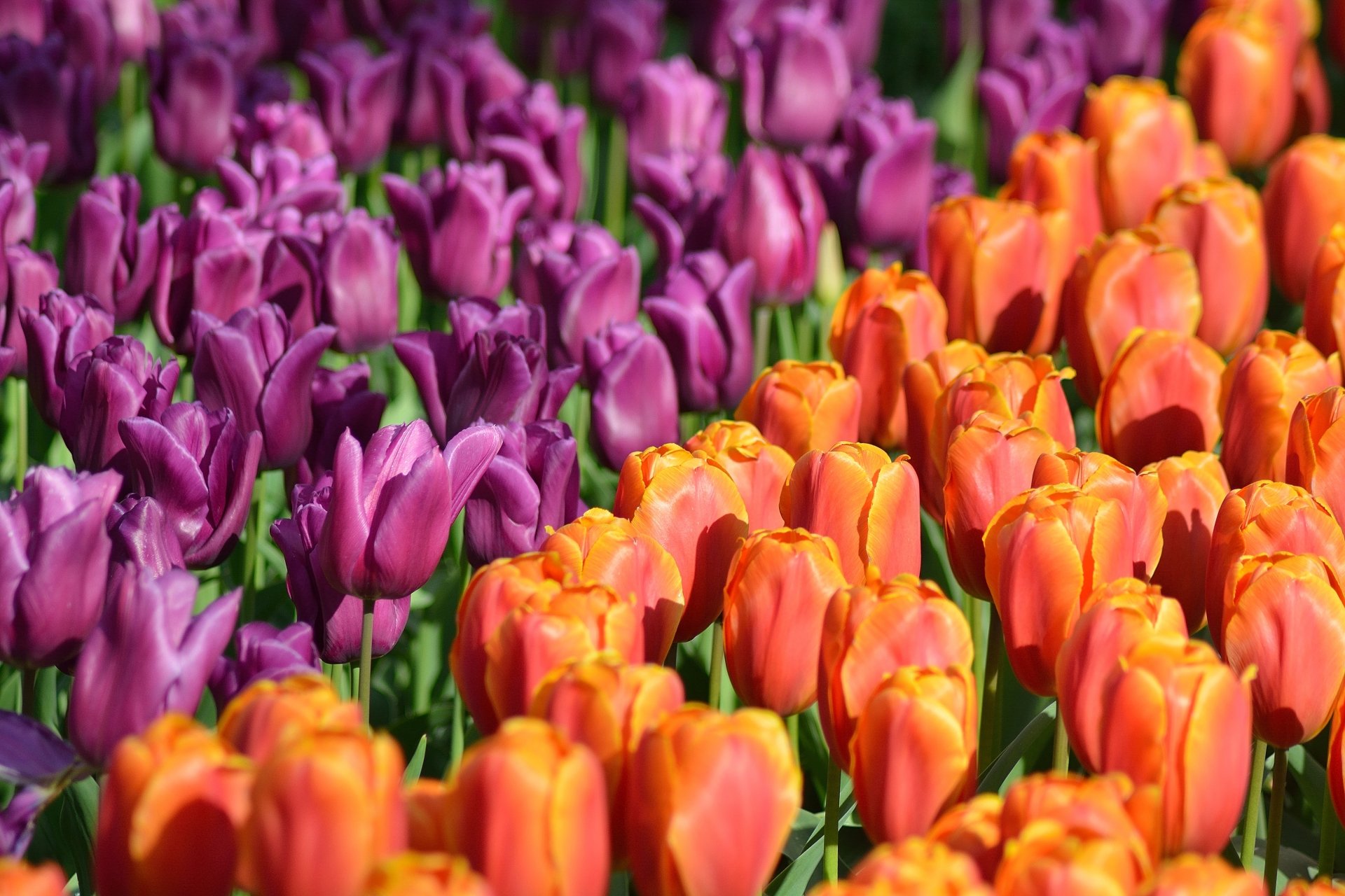 Download Summer Purple Flower Orange Flower Flower Nature Tulip 4k ...