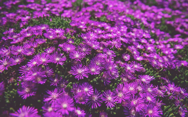 purple flower nature flower HD Desktop Wallpaper | Background Image
