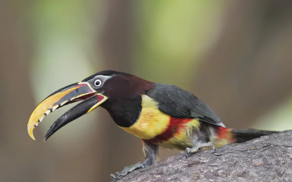 bird beak Animal toucan HD Desktop Wallpaper | Background Image