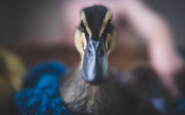 beak stare bird Animal duck HD Desktop Wallpaper | Background Image