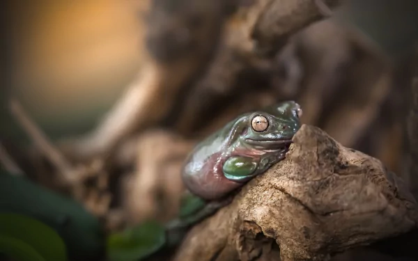 amphibian Animal frog HD Desktop Wallpaper | Background Image