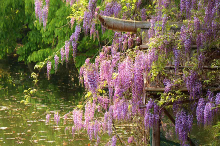 pink flower flower nature wisteria HD Desktop Wallpaper | Background Image