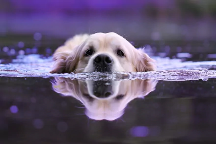 A golden retriever swimming in calm water with its reflection visible, captured in an HD desktop wallpaper showcasing the animal's serene moment.