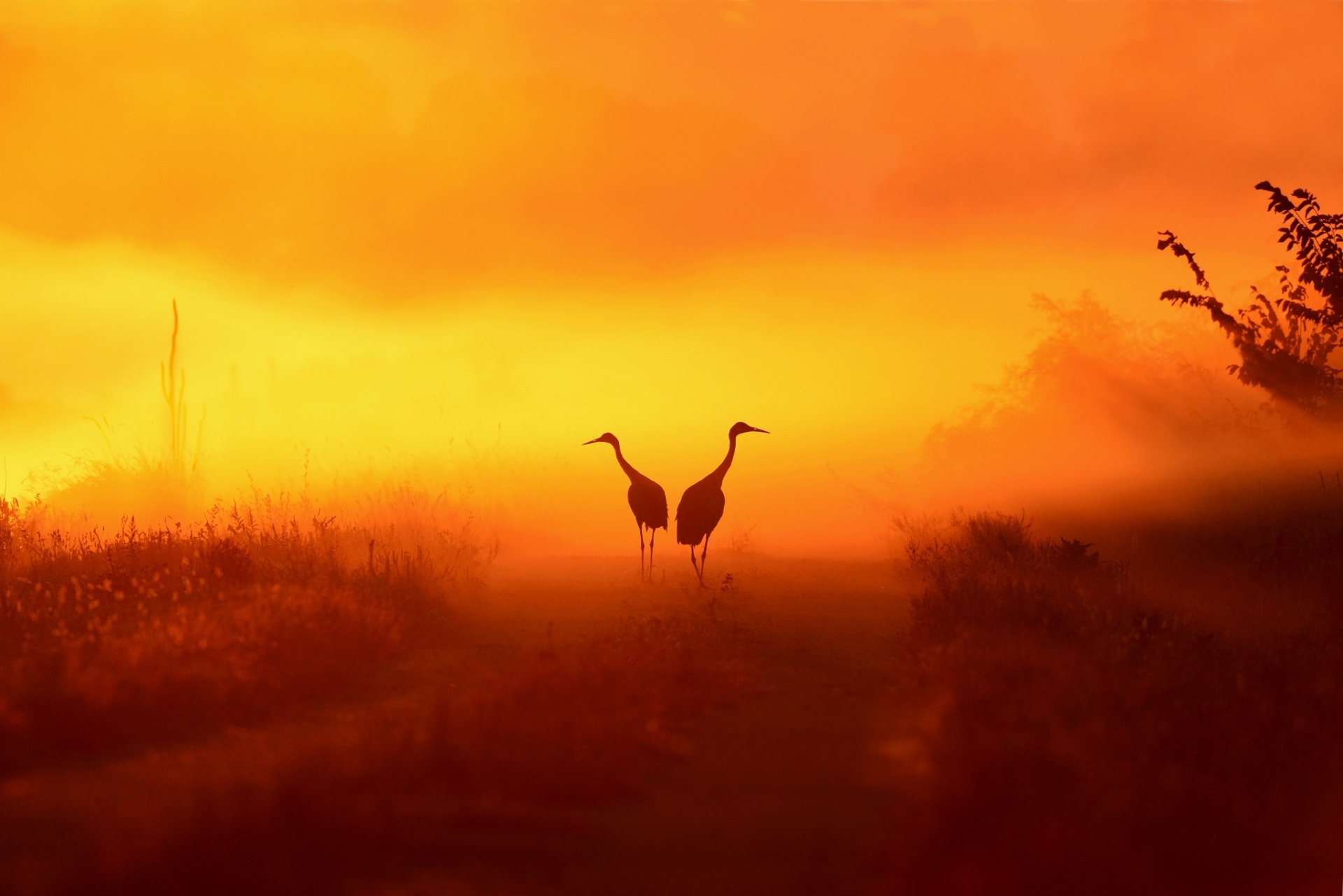 Two silhouetted cranes (birds) stand on a misty path at sunset, orange fog bathing the HD desktop wallpaper background.