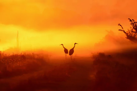 Two silhouetted cranes (birds) stand on a misty path at sunset, orange fog bathing the HD desktop wallpaper background.