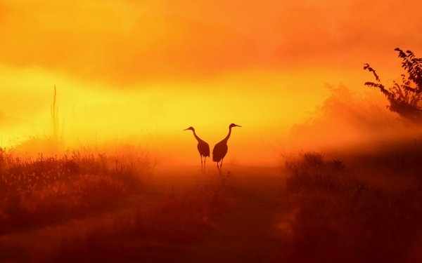 31 Crane HD Wallpapers | Background Images - Wallpaper Abyss