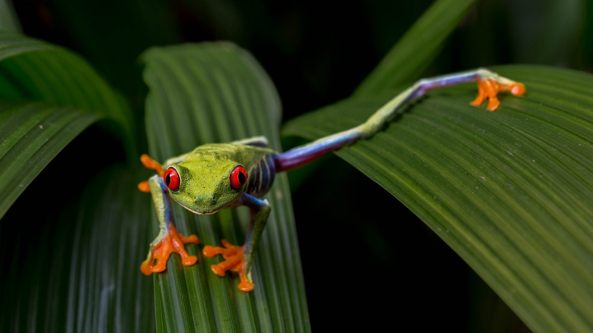 Animal Red Eyed Tree Frog HD Wallpaper