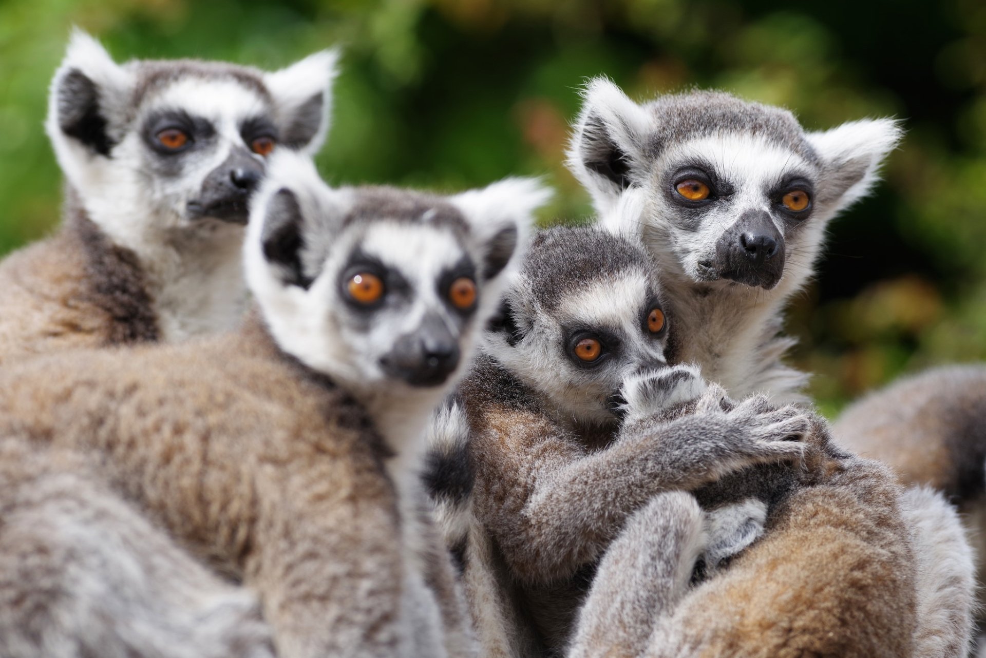 Animal Lemur HD Wallpaper