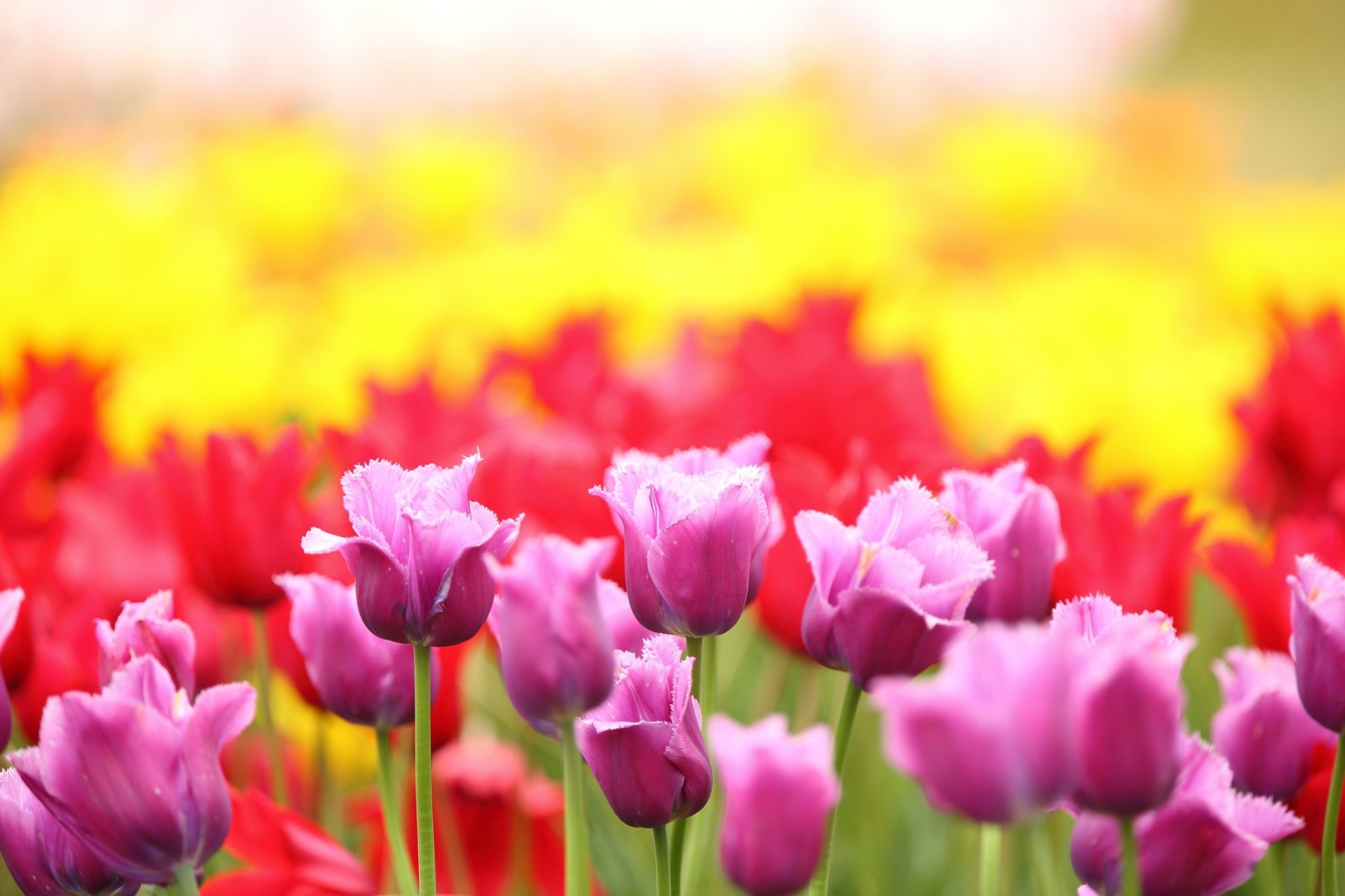 Download Depth Of Field Pink Flower Flower Nature Tulip HD Wallpaper