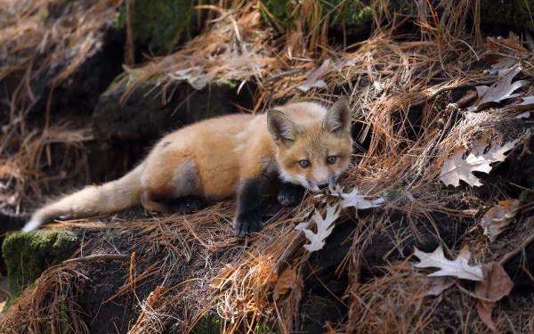 A young fox lying on forest floor covered with dry leaves, captured in stunning 4K Ultra HD detail for a PC desktop wallpaper background.