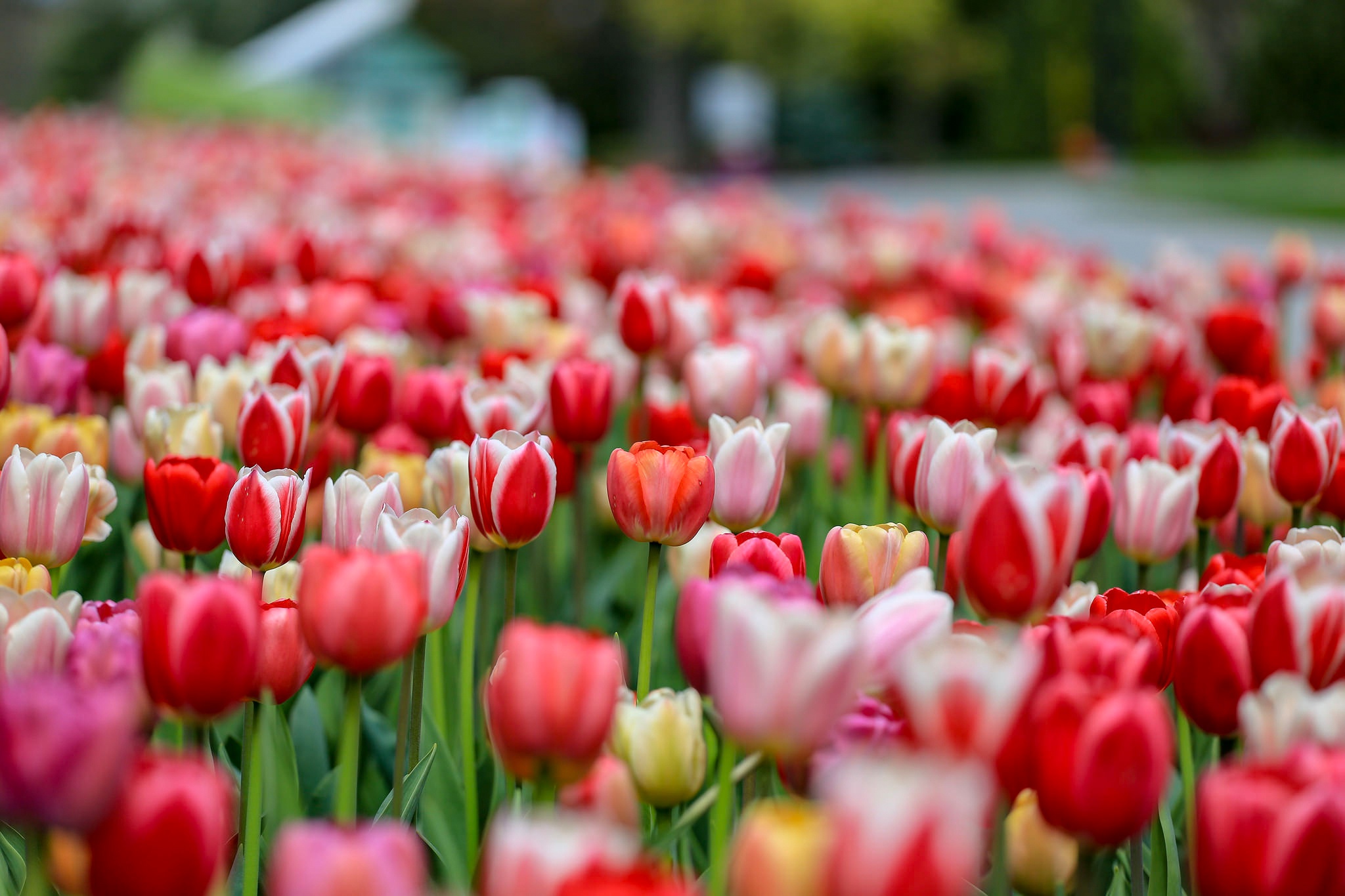 Download Summer Depth Of Field Red Flower Flower Nature Tulip HD Wallpaper