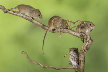 Animal mouse HD Desktop Wallpaper | Background Image