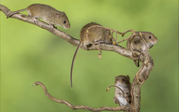 HD desktop wallpaper showing four small mice on a twisted branch against a soft green background.