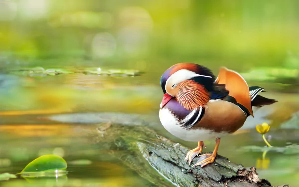 bird duck Animal mandarin duck HD Desktop Wallpaper | Background Image