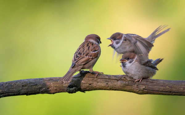 HD desktop wallpaper featuring three sparrows perched and interacting on a branch against a soft green background, highlighting the beauty of these small birds in nature.
