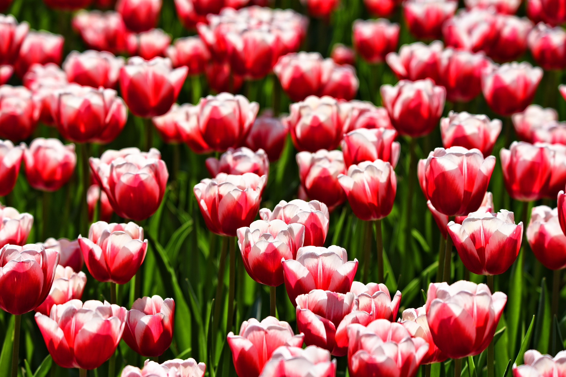 Download Red Flower Flower Nature Tulip HD Wallpaper