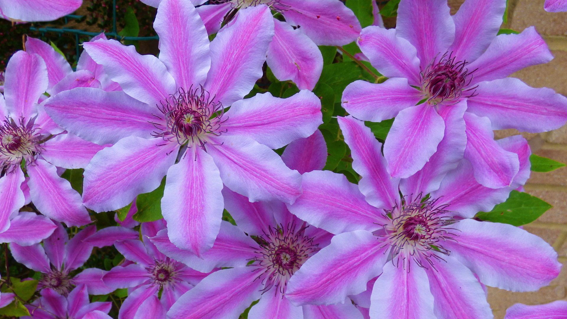 Clematis by Manufan63