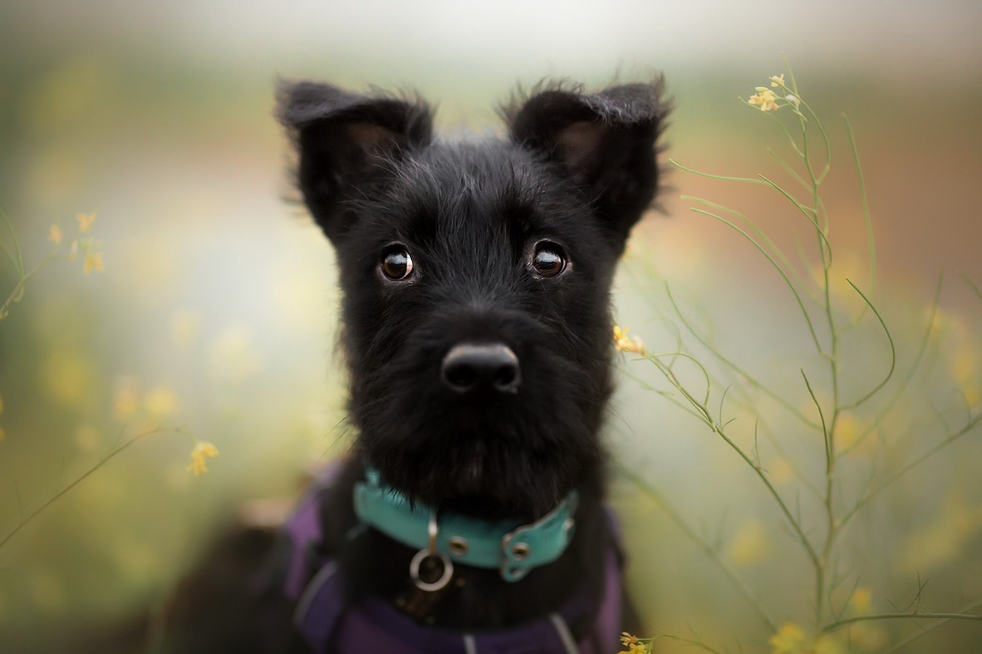 Download Baby Animal Dog Animal Puppy HD Wallpaper