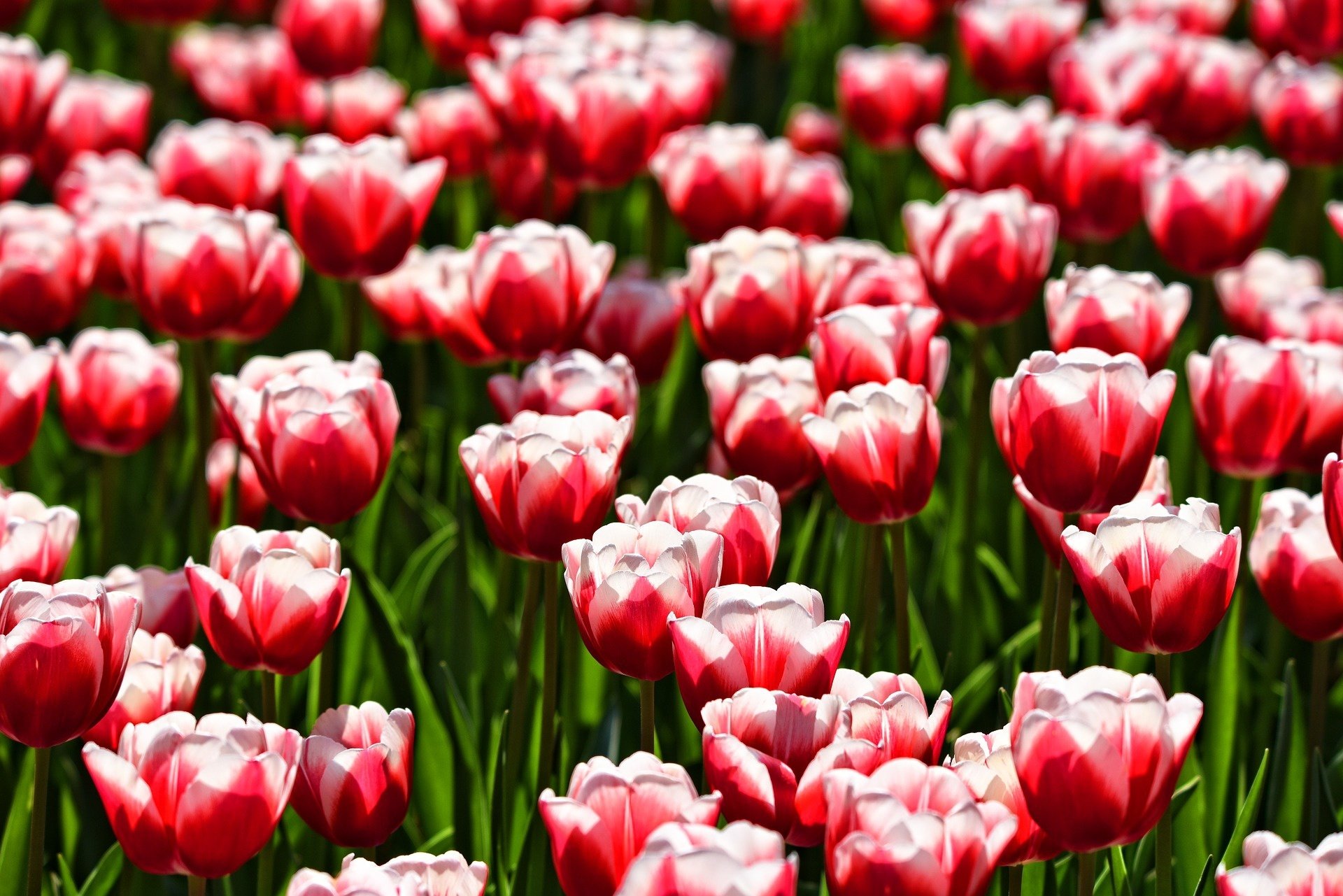 Download Red Flower Flower Nature Tulip HD Wallpaper