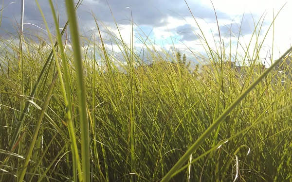 A vibrant HD wallpaper featuring lush green grass under a cloudy sky, capturing the essence of nature and tranquility in a beautiful natural setting.