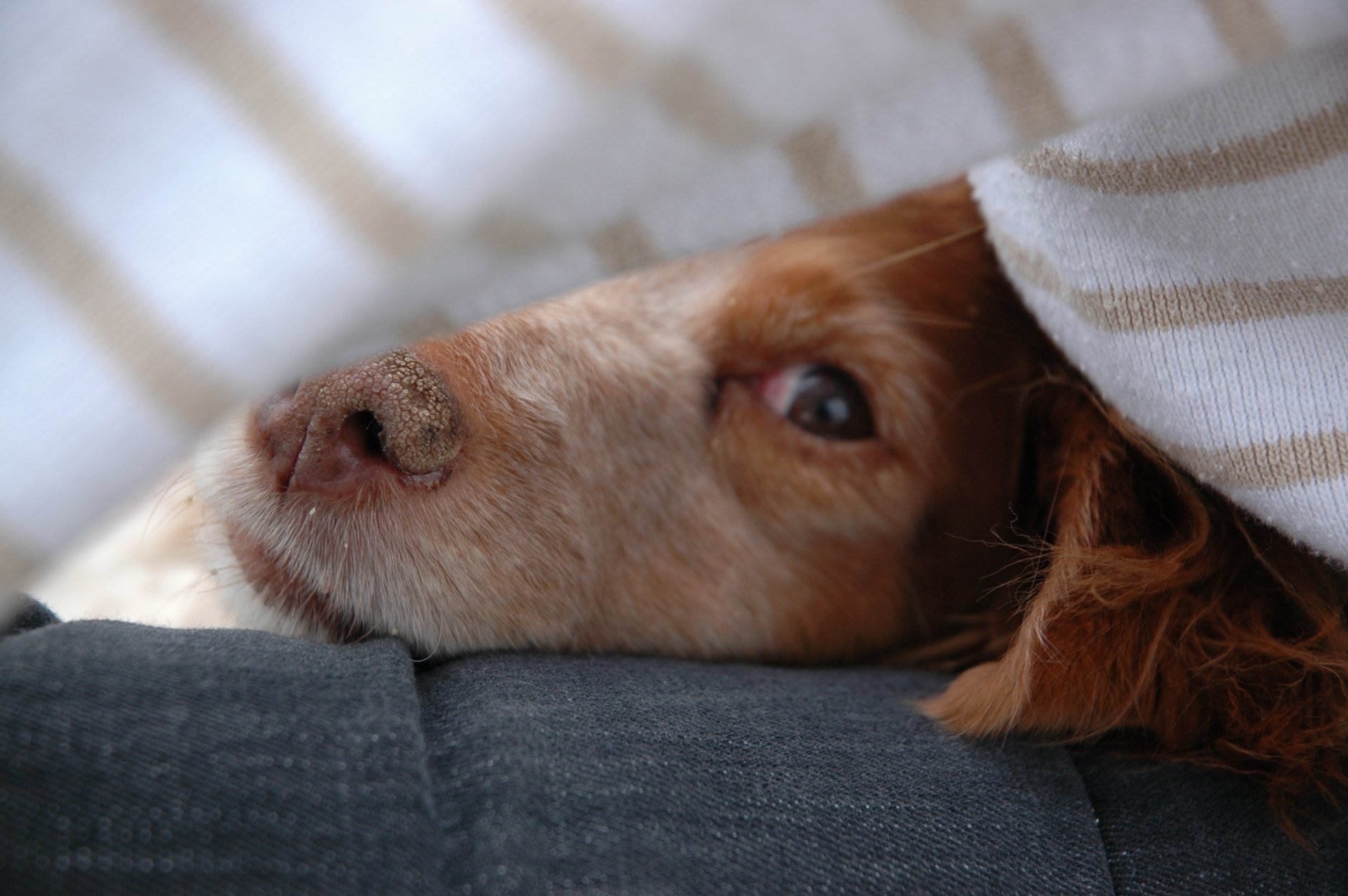 Download Animal Dog HD Wallpaper by tama915