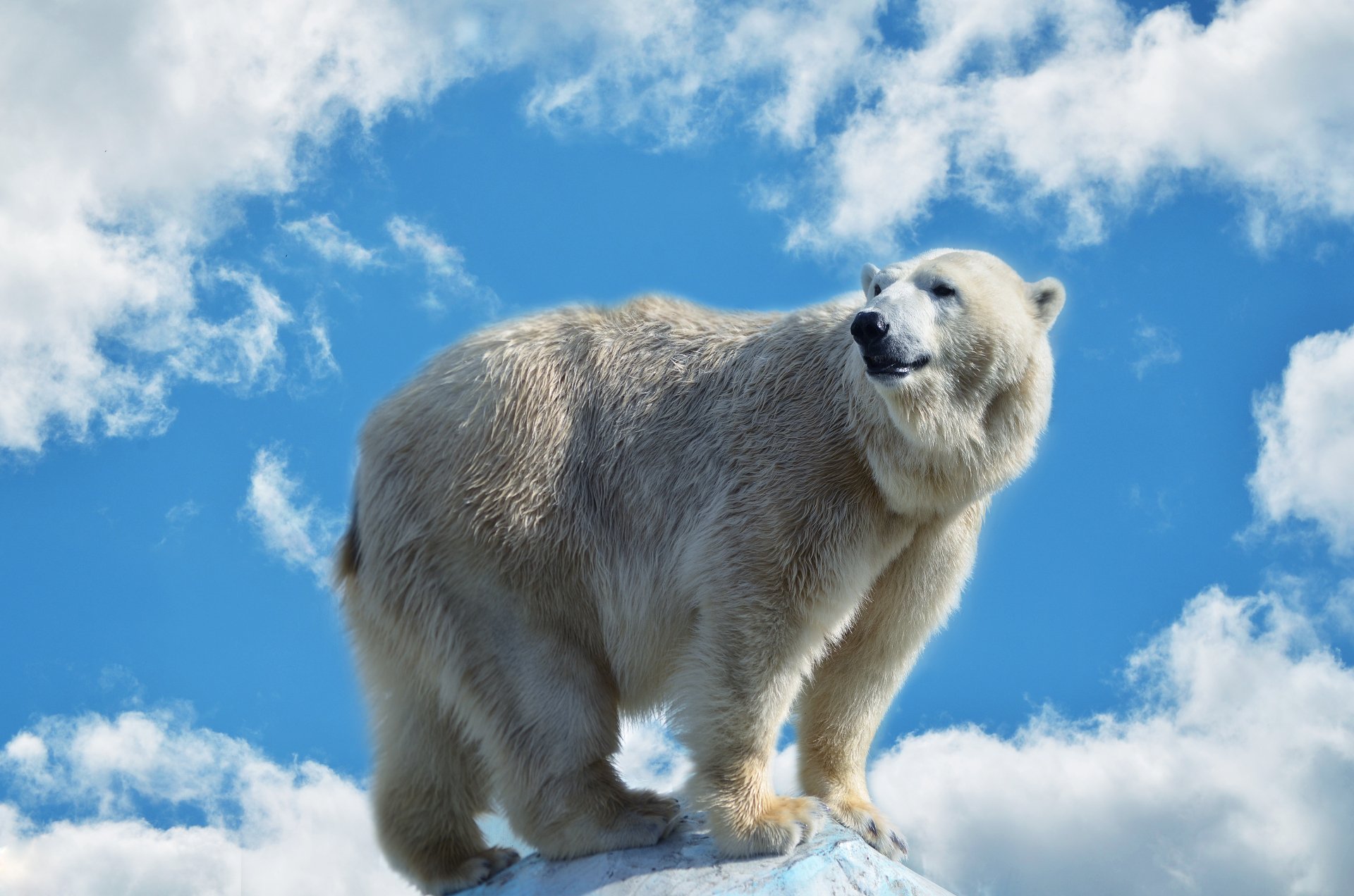 Download Animal Polar Bear 4k Ultra HD Wallpaper