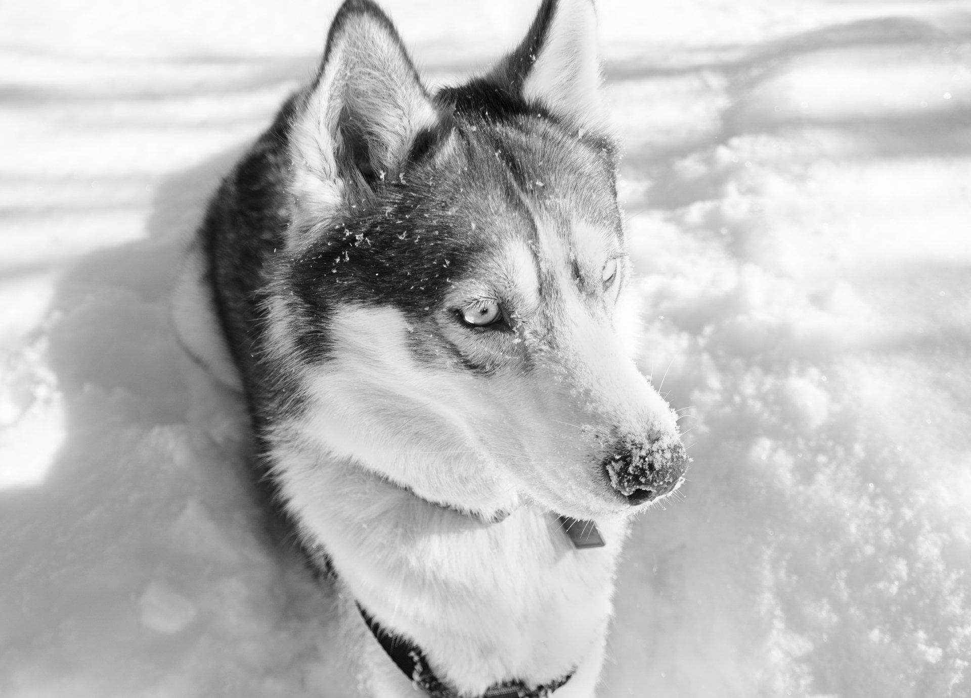 Download Animal Husky HD Wallpaper