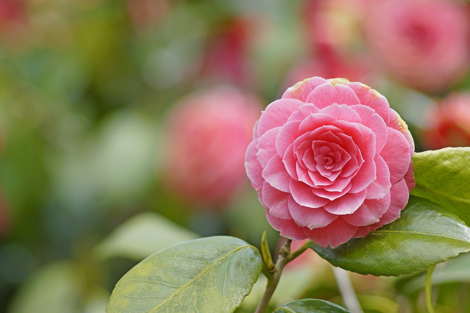 Download Macro Pink Flower Flower Nature Camellia HD Wallpaper