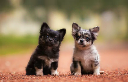 HD desktop wallpaper featuring two adorable baby Chihuahua puppies sitting on a path, showcasing their cute and playful expressions in a natural outdoor setting.