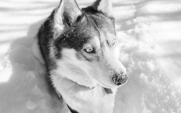 Animal husky HD Desktop Wallpaper | Background Image